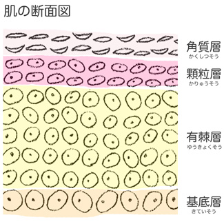 肌の断面図