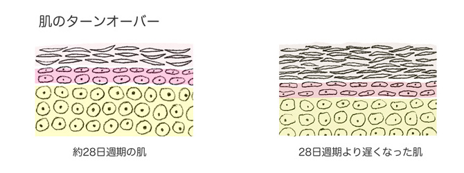 肌のターンオーバー