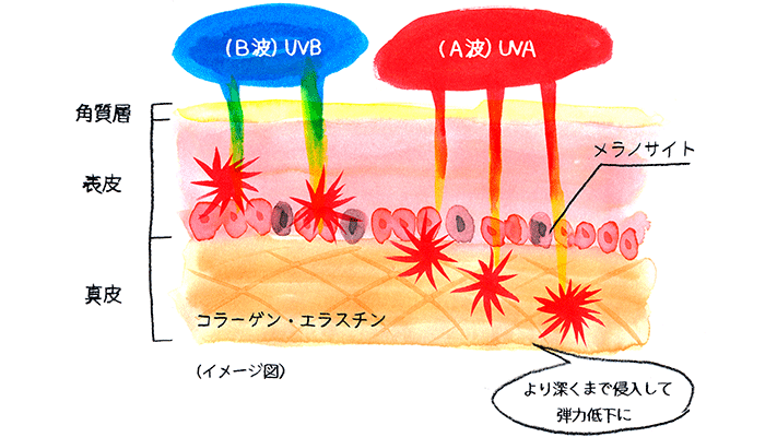 UVBイラスト