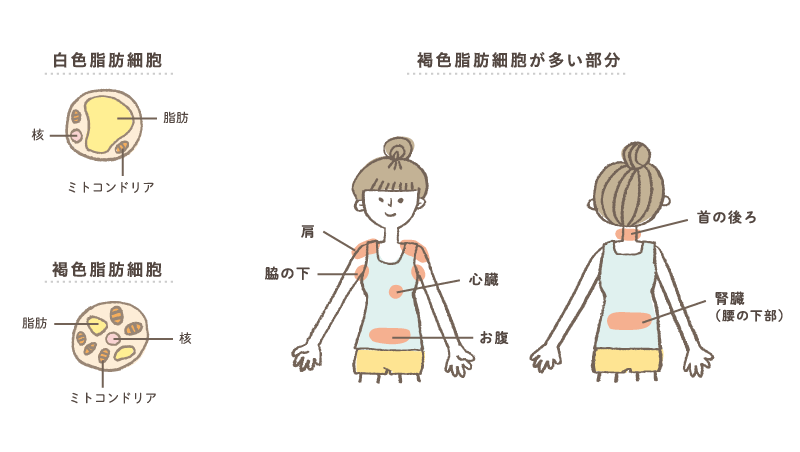 薄着になって気づく脂肪と代謝のこと