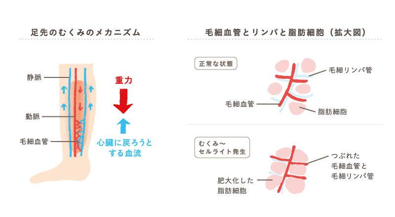 薄着になって気づく脂肪と代謝のこと