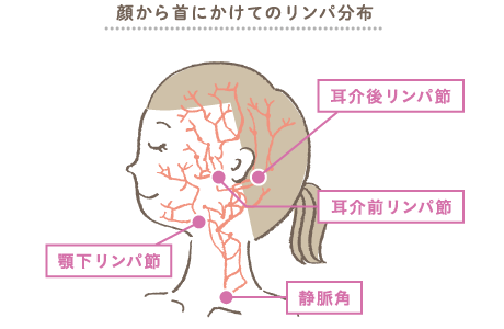 顔から首にかけてのリンパ分布