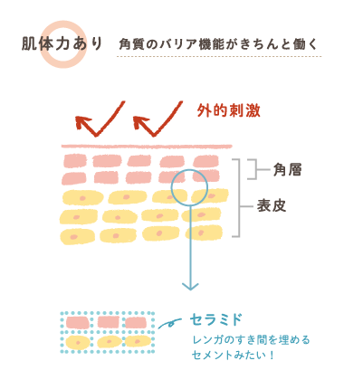 肌体力あり