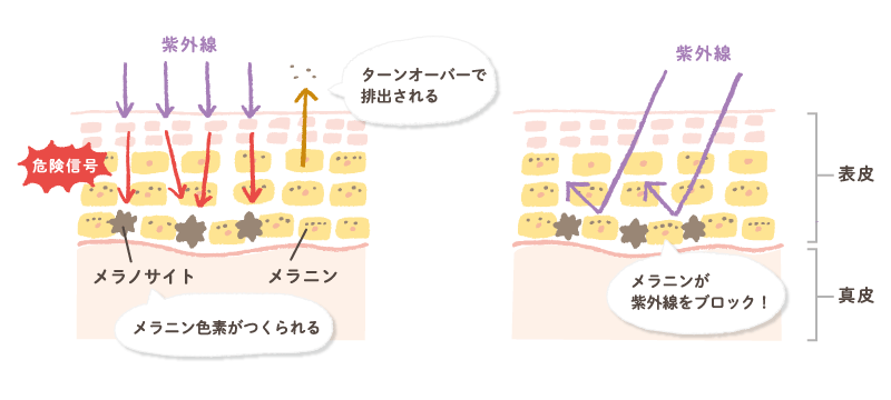 メラニンは敵or味方？